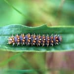 larva di lepidottero