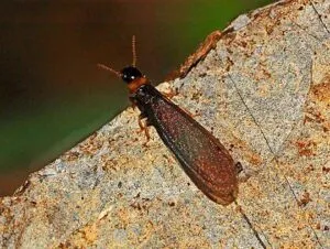  xilofagi kalotermes flavicollis