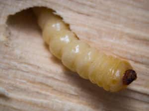 larva del capricorno delle case