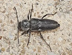 Hylotrupes bajulus insetto xilofago