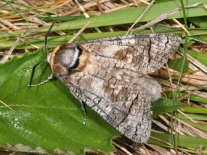 adulto di cossus cossus