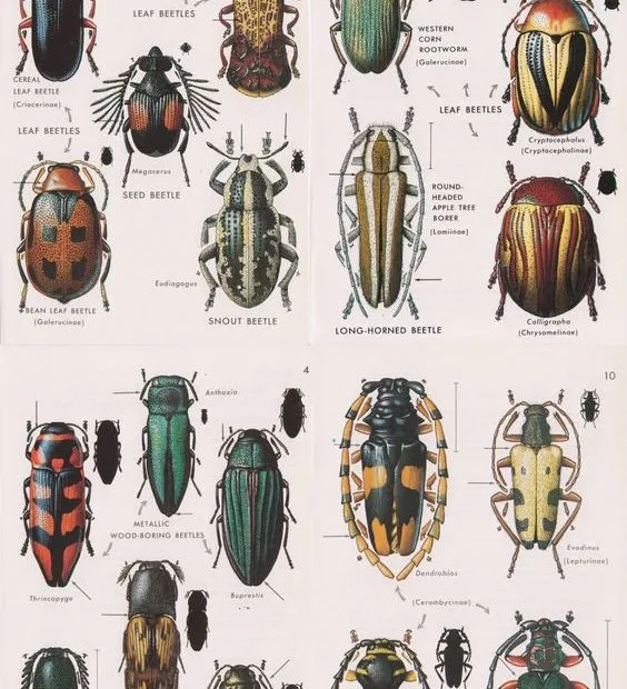 coleotteri
