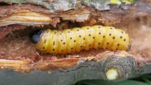 larva di lepidottero xilofago 