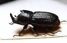 scarabeo rinoceronte maschio
