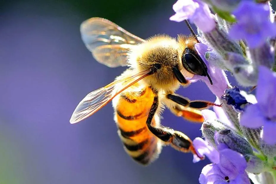 ape su di una lavanda