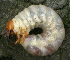 larva di lucanus cervus