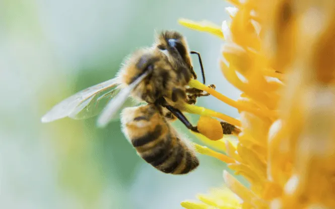 Apis mellifera adansonii