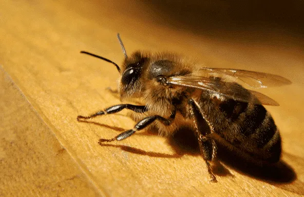 Apis mellifera carnica