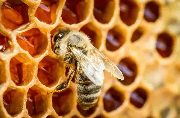 Apis mellifera siciliana nera