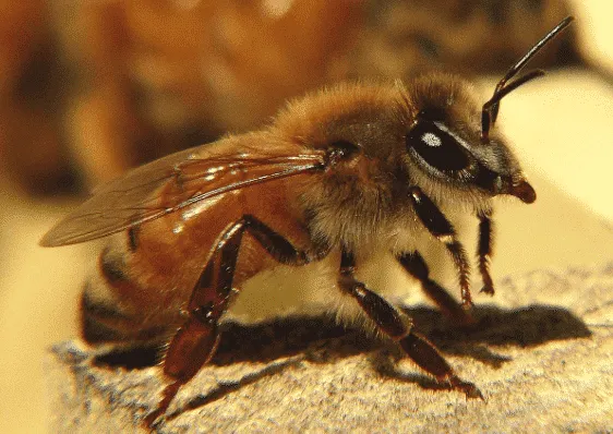 Apis mellifica ligustica