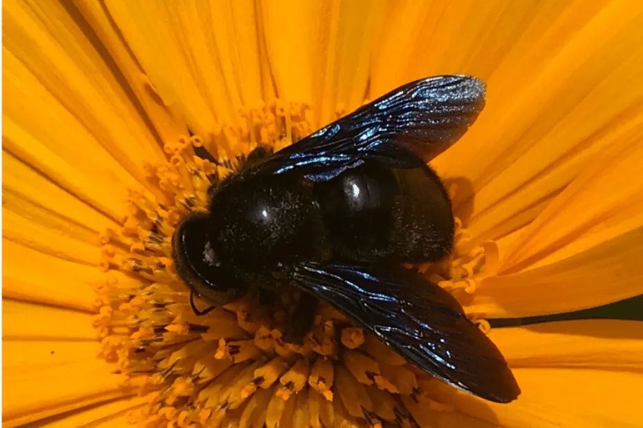Foto di ape legnaiola o Xylocopa violacea osservata in Spain by Lizamast