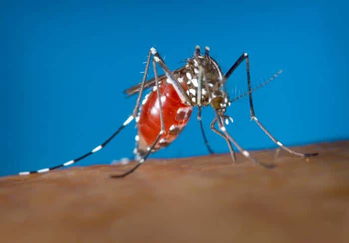 Foto di zanzara Aedes Albopictus CDC