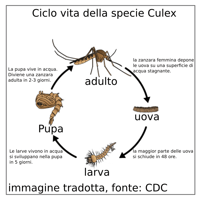 ciclo vitale della zanzara culex pipiens, tradotta da una del CDC