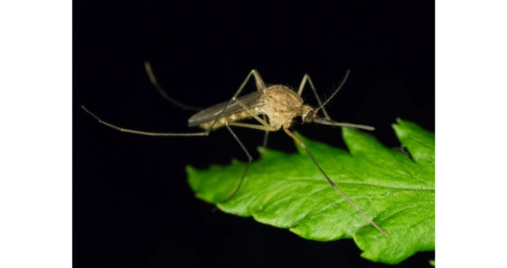 Foto di una Culex pipiens zanzara comune sopra una foglia