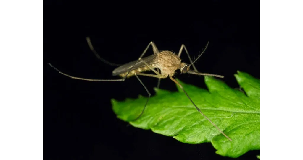 Foto di una Culex pipiens zanzara comune sopra una foglia