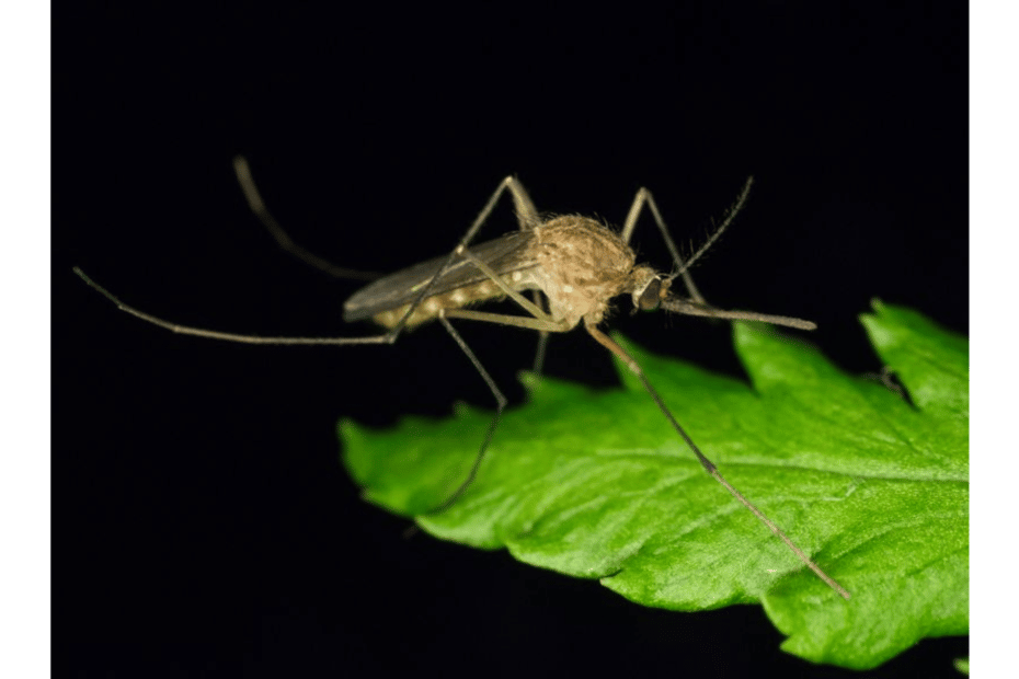 Foto di una Culex pipiens zanzara comune sopra una foglia