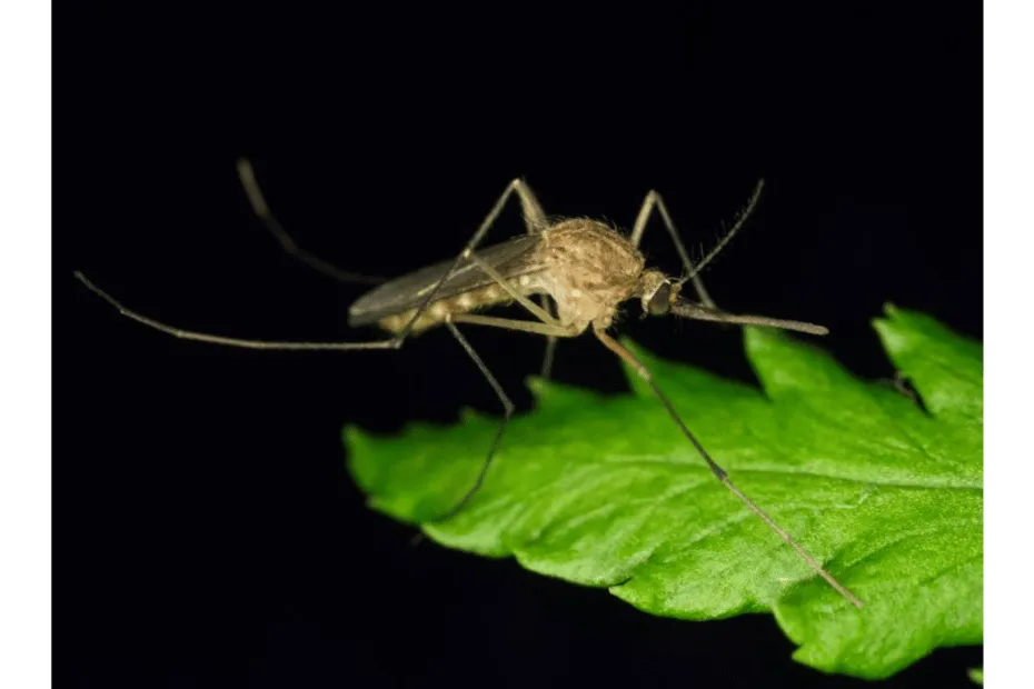 Foto di una Culex pipiens zanzara comune sopra una foglia