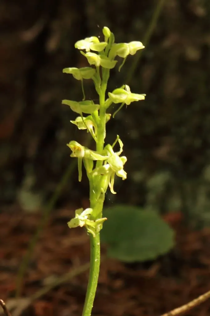 foto di una orchidea, la Platanthera obtusata, fiore impollinato anche dalla zanzara