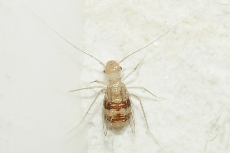 Psocoptera Staublaus foto di Bernd Hoffman