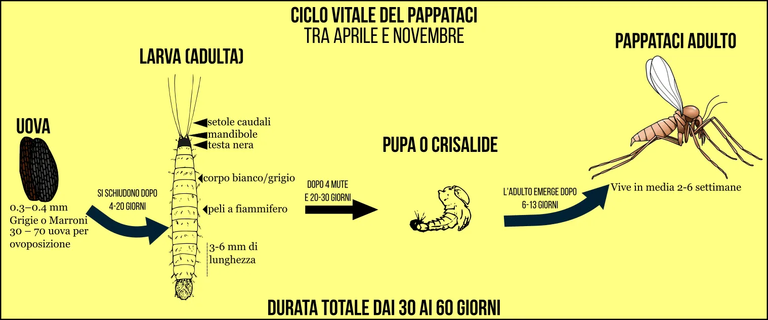 ciclo vitale del pappataci 
