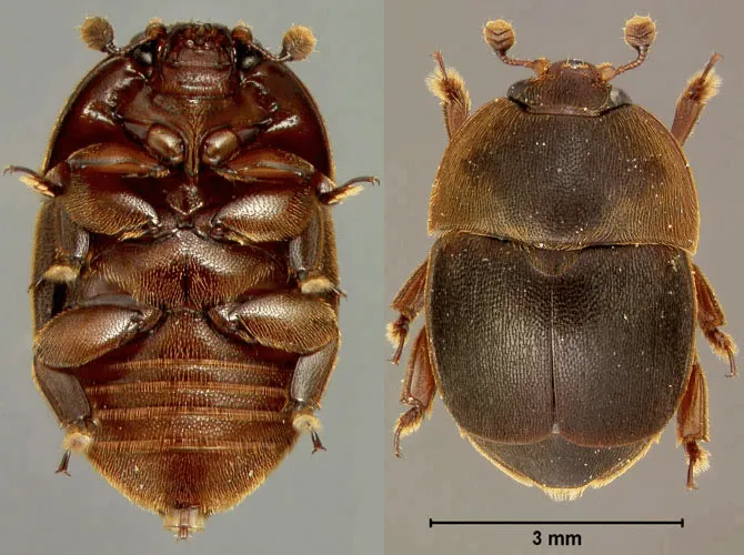 Aethina Tumida foto dell'Università della Florida