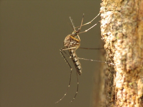 zanzara Aedes vexans foto di Sean McCann da inaturalist