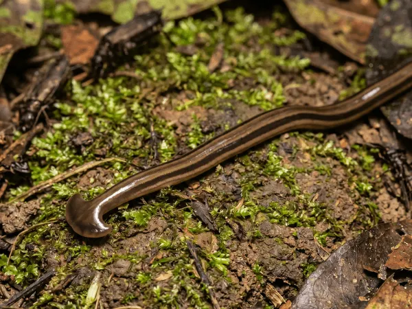 Bipalium kewense