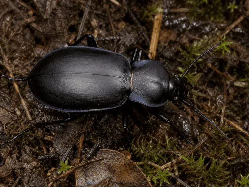 Carabus glabratus
