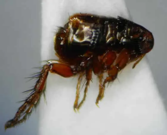 Ingrandimento al microscopio di Cediopsylla simplex