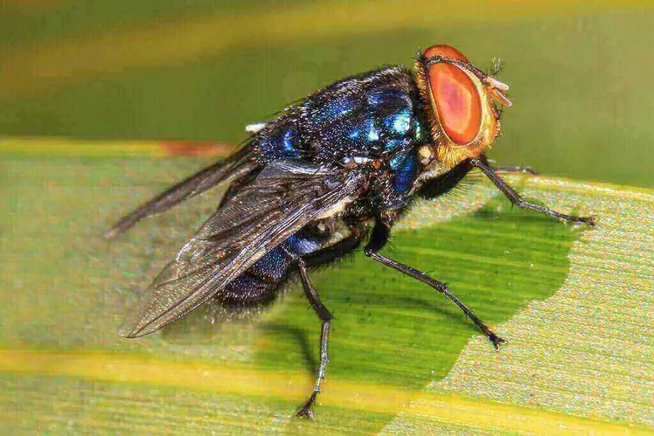 Foto di Cochliomyia hominivorax, conosciuta anche come mosca assassina o mosca della vite