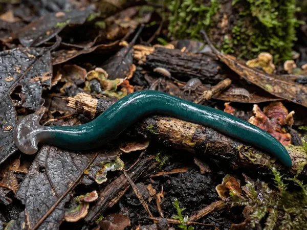 Diversibipalium mayottensis