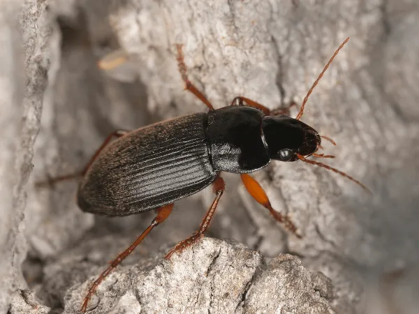 Vista dall'alto di un Harpalus rufipes su corteccia, che mostra le zampe arancioni e la leggera peluria sulle elitre scure.