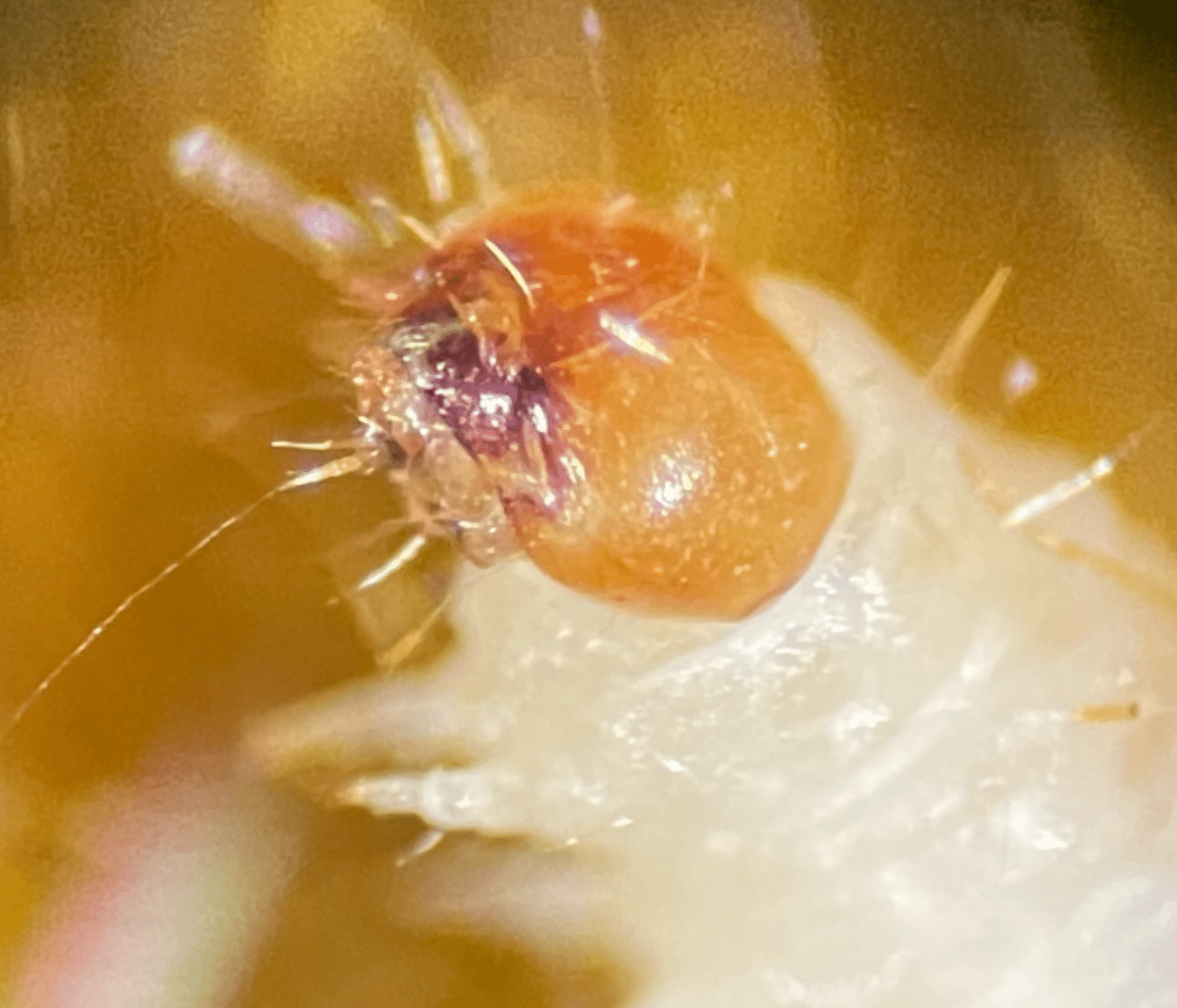 foto di una porzione dell'apparato boccale della larva della tarma dei tessuti