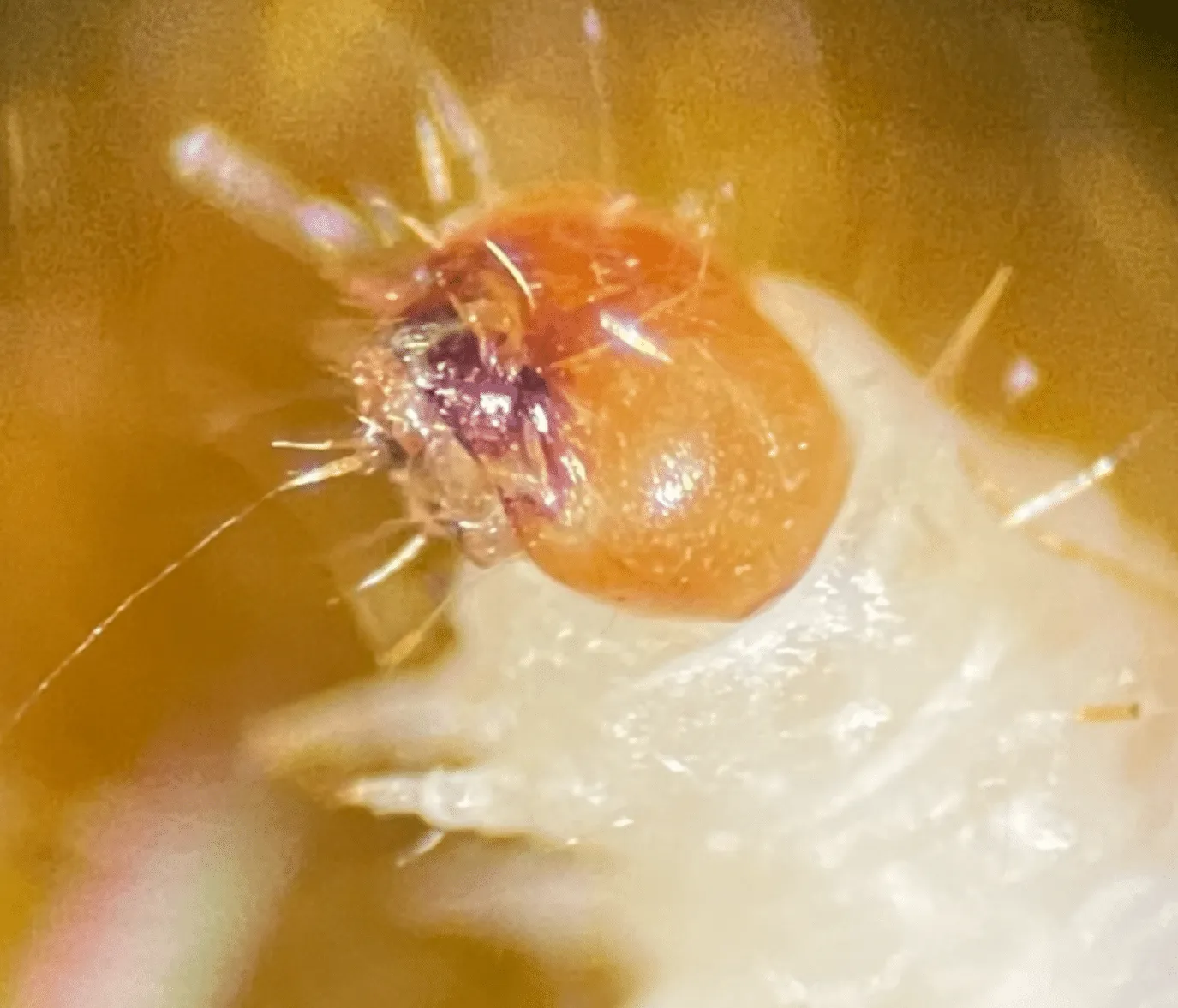 foto di una porzione dell'apparato boccale della larva della tarma dei tessuti