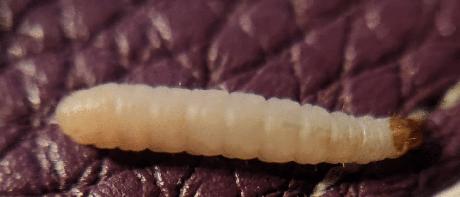Larva di Plodia Interpunctella iNaturalist
