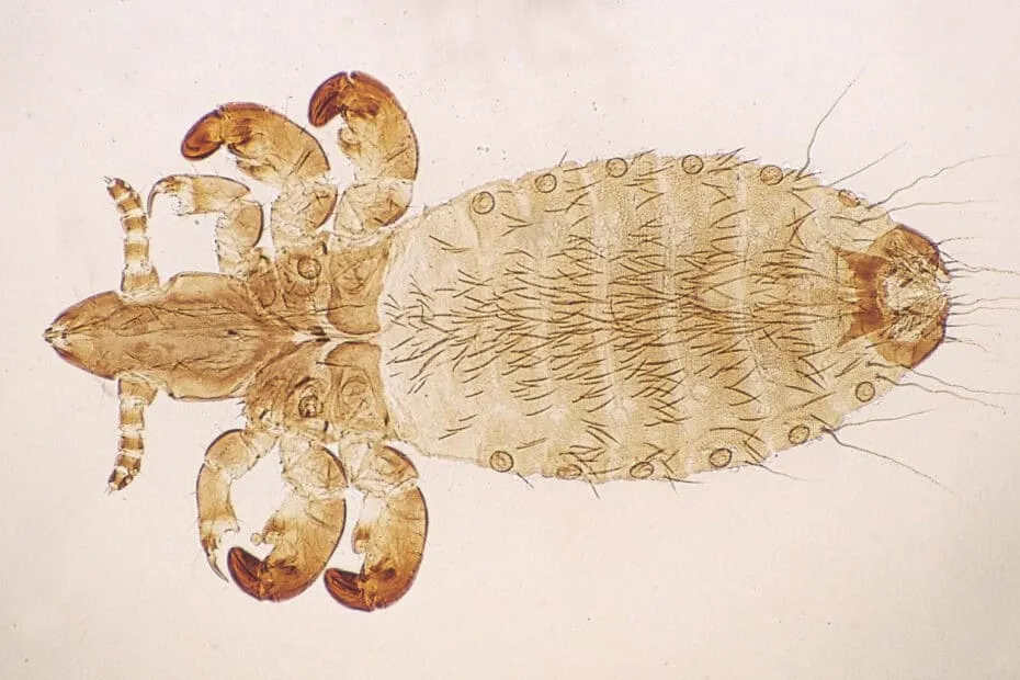 Ingrandimento di Linognathus-vituli, il pidocchio dei bovini