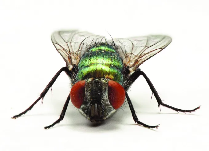 Ingrandimento di una Lucilia sericata, la mosca verde