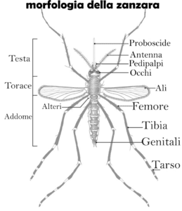 disegno della morfologia della zanzara, una immagine tradotta da una del CDC americano
