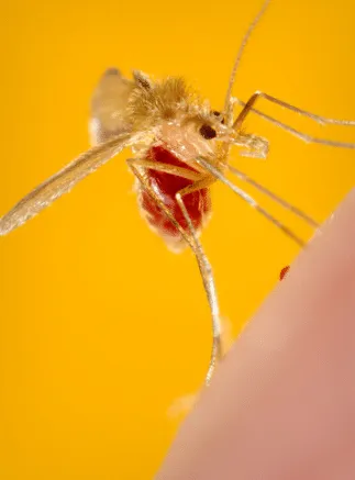 Ingrandimento di Phlebotomus papatasi, un pappatacio comune
