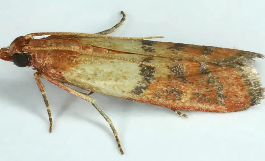 Plodia interpunctella, Bettws GG, North Wales, by janetgraham84new