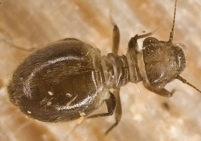 foto di Psocottero Lepinotus Patruelis