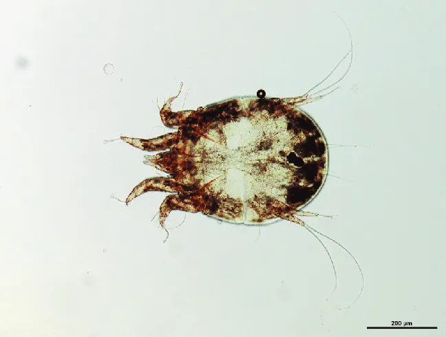 Ingrandimento al microscopio di femmina di Psoroptes cuniculi o acaro del coniglio