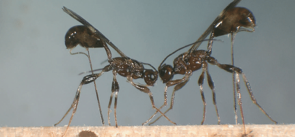 Foto di un paio di vespe Spathius exarator 
