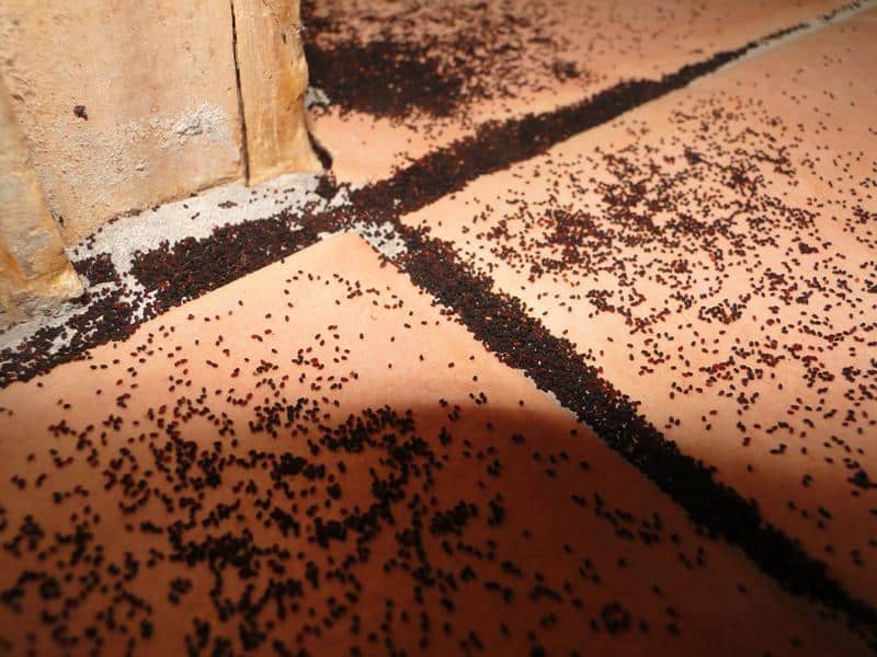foto di escrementi di termiti