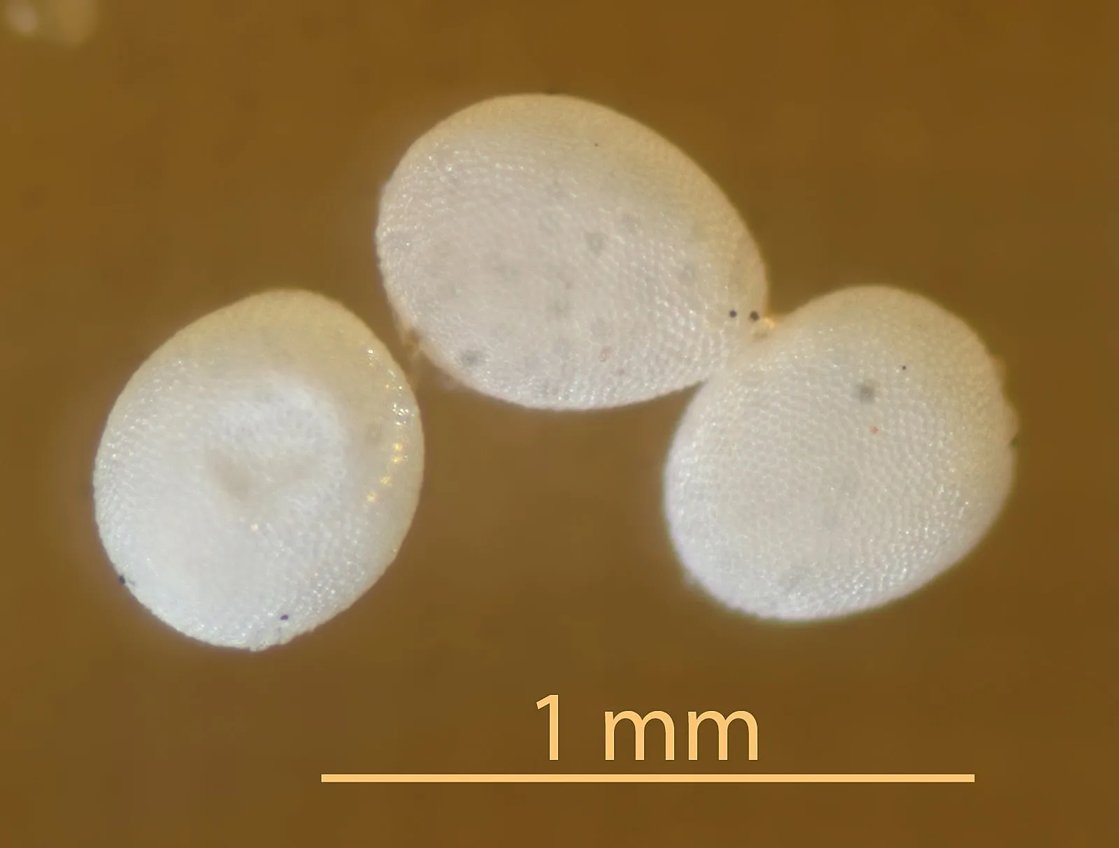 Foto di uova di tarlo del legno Anobium Punctatum
