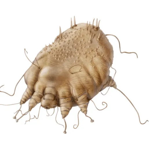 Illustrazione di acaro della scabbia.
