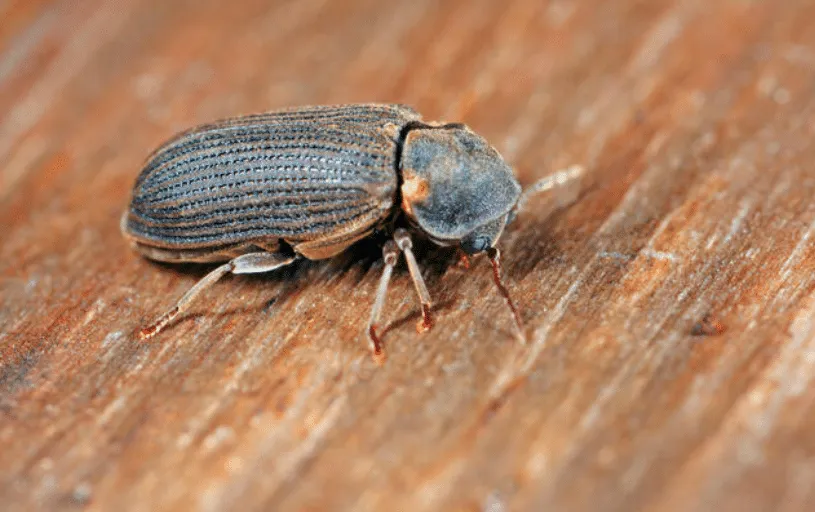 Ingrandimento di anobium punctatum o tarlo del legno