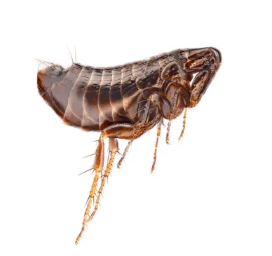 Ingrandimento di Ceratophyllus gallinae la pulce della gallina