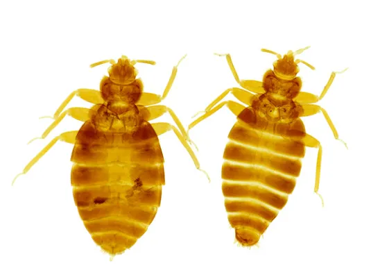 Ingrandimento di una coppia di cimex lectularius o cimici dei letti