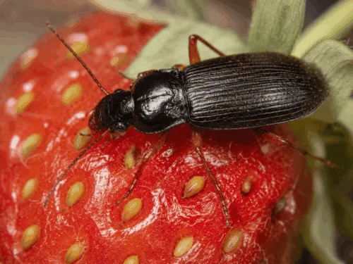 coleottero di semi di fragola